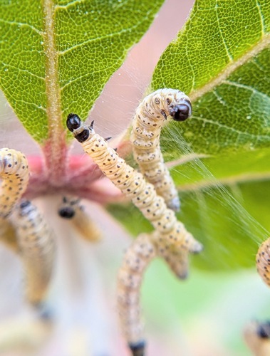 Ugly-nest Caterpillar Moth photo 2