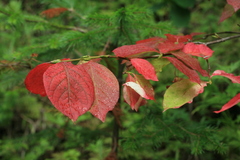 Euonymus miniata