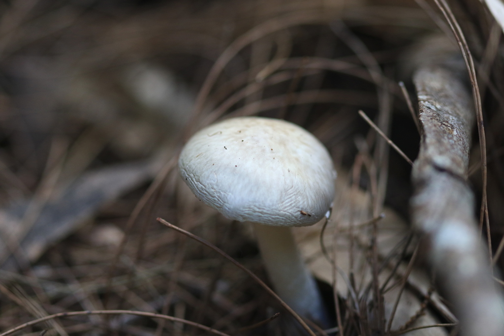 Amanita marmorata · March 2026 · photo: © sofiazed1 (iNaturalist, cc-by)