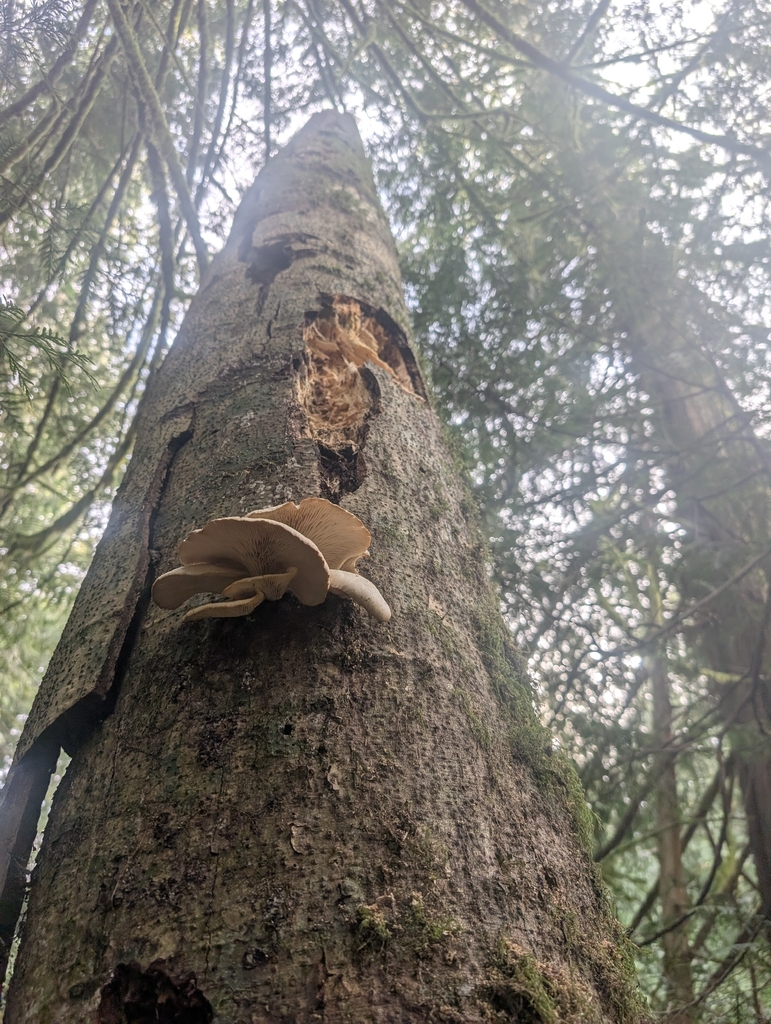 Pleurotus pulmonarius · March 2026 · photo: © lauren_bosch (iNaturalist, cc0)