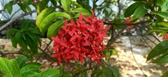 Ixora congesta