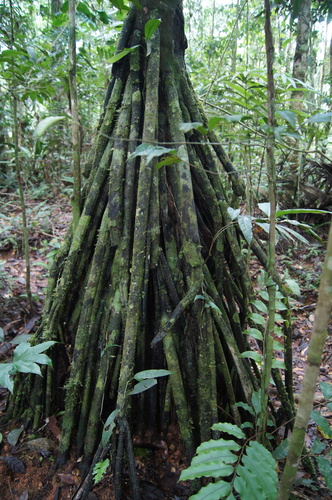 Copa Palm (Iriartea deltoidea)