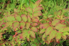 Vaccinium smallii