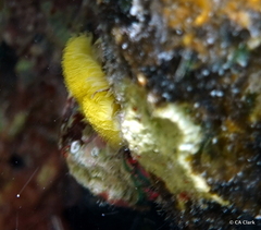 Notaulax occidentalis