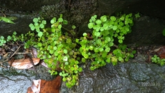 Pilea peploides major