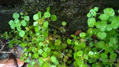 Pilea peploides major