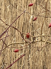 Églantier (Rosa canina)