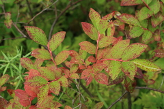 Vaccinium smallii