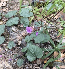 Cardamine nuttallii