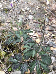 Cardamine nuttallii
