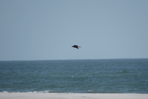 Chuck-will's-widow (Antrostomus carolinensis), photo 5