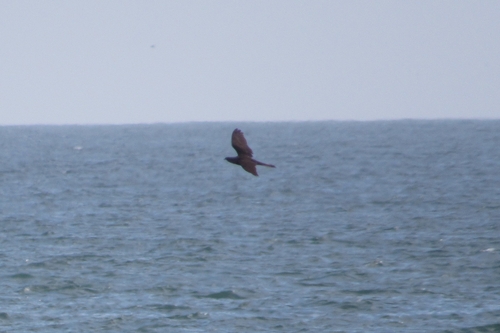 Chuck-will's-widow (Antrostomus carolinensis), photo 6