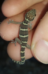 Pachydactylus formosus
