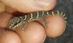 Pachydactylus formosus