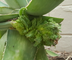 Aceria aloinis