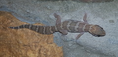 Pachydactylus formosus