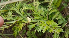 Asplenium appendiculatum maritimum