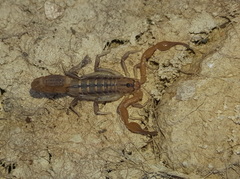 Uroplectes