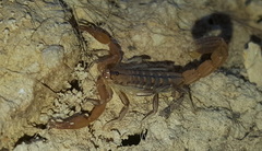 Uroplectes