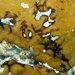 Chondrilla caribensis hermatypica - Photo (c) sea-kangaroo, algunos derechos reservados (CC BY-NC-ND), subido por sea-kangaroo