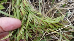 Asplenium appendiculatum maritimum