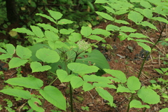 Aralia cordata sachalinensis