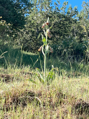 stinkbells (Fritillaria agrestis)