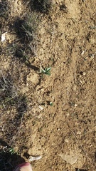 Fritillaria agrestis