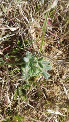 Lupinus microcarpus microcarpus