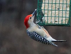 Melanerpes carolinus