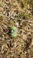 Lupinus microcarpus microcarpus