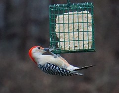 Melanerpes carolinus