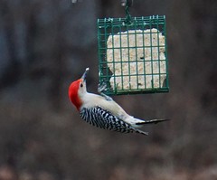 Melanerpes carolinus