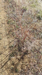 Eriogonum clavatum