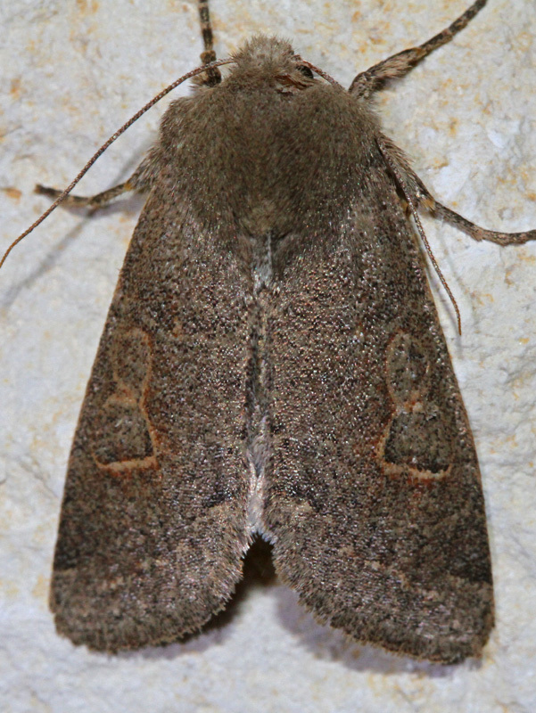 Orthosia annulimacula