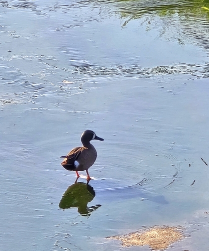 Blue-winged Teal (Spatula discors)