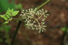 Aralia cordata sachalinensis