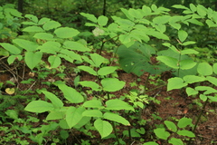 Aralia cordata sachalinensis