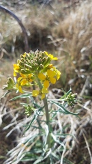 Erysimum capitatum capitatum