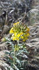 Erysimum capitatum capitatum