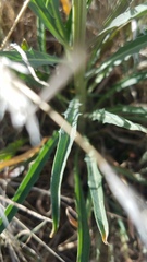 Erysimum capitatum capitatum