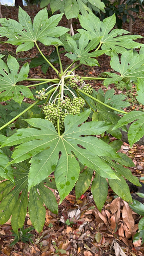 Japanese aralia (Fatsia japonica)
