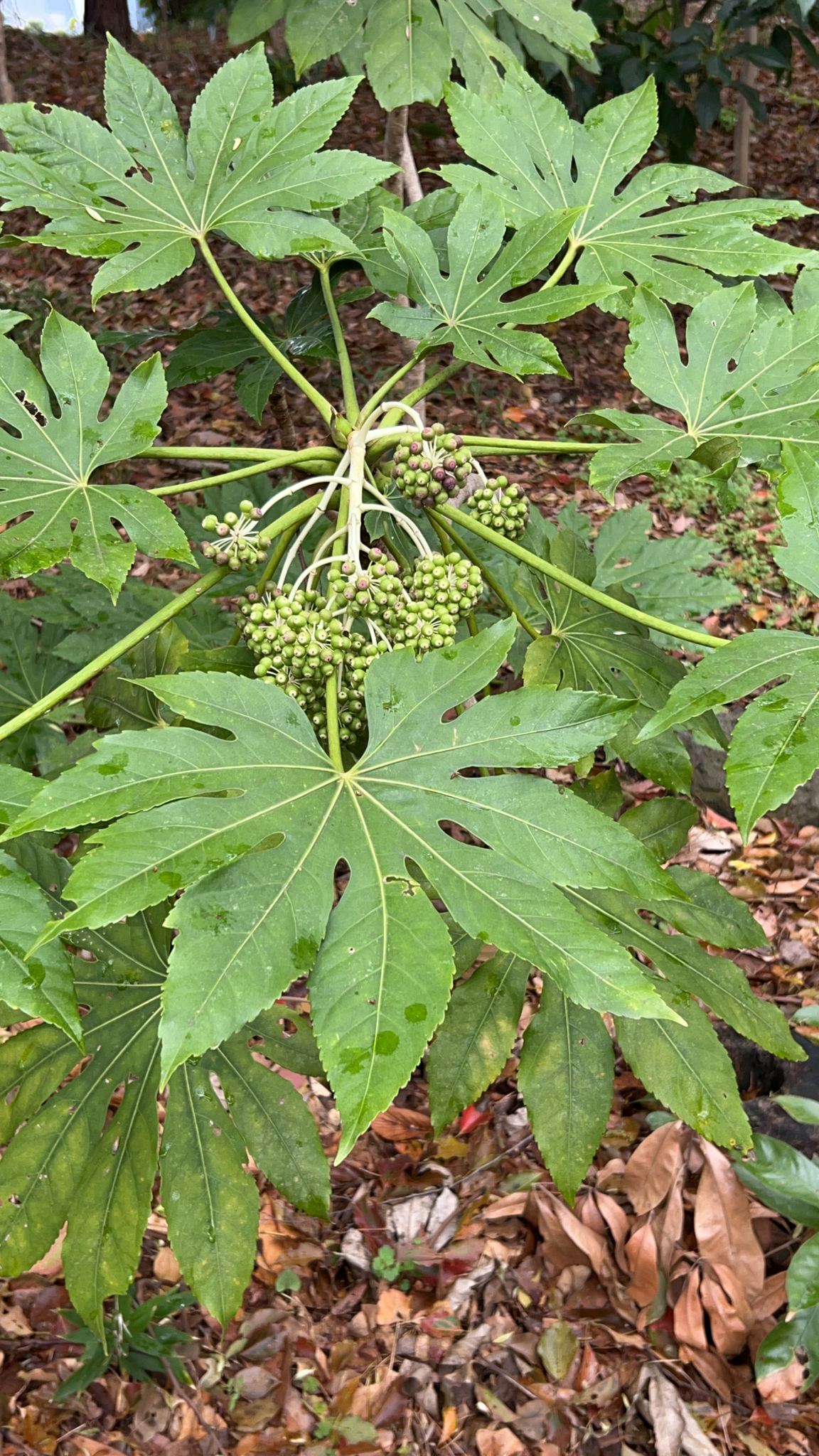 Japanese Aralia (Fatsia japonica)