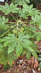 Japanische Aralie (Fatsia japonica)