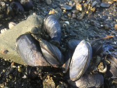 Mytilus trossulus
