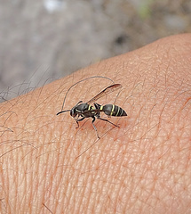 Polybia plebeja