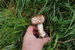 Rhacodium