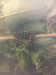 Hypolimnas bolina nerina