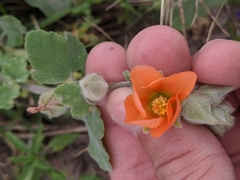 Sphaeralcea lindheimeri