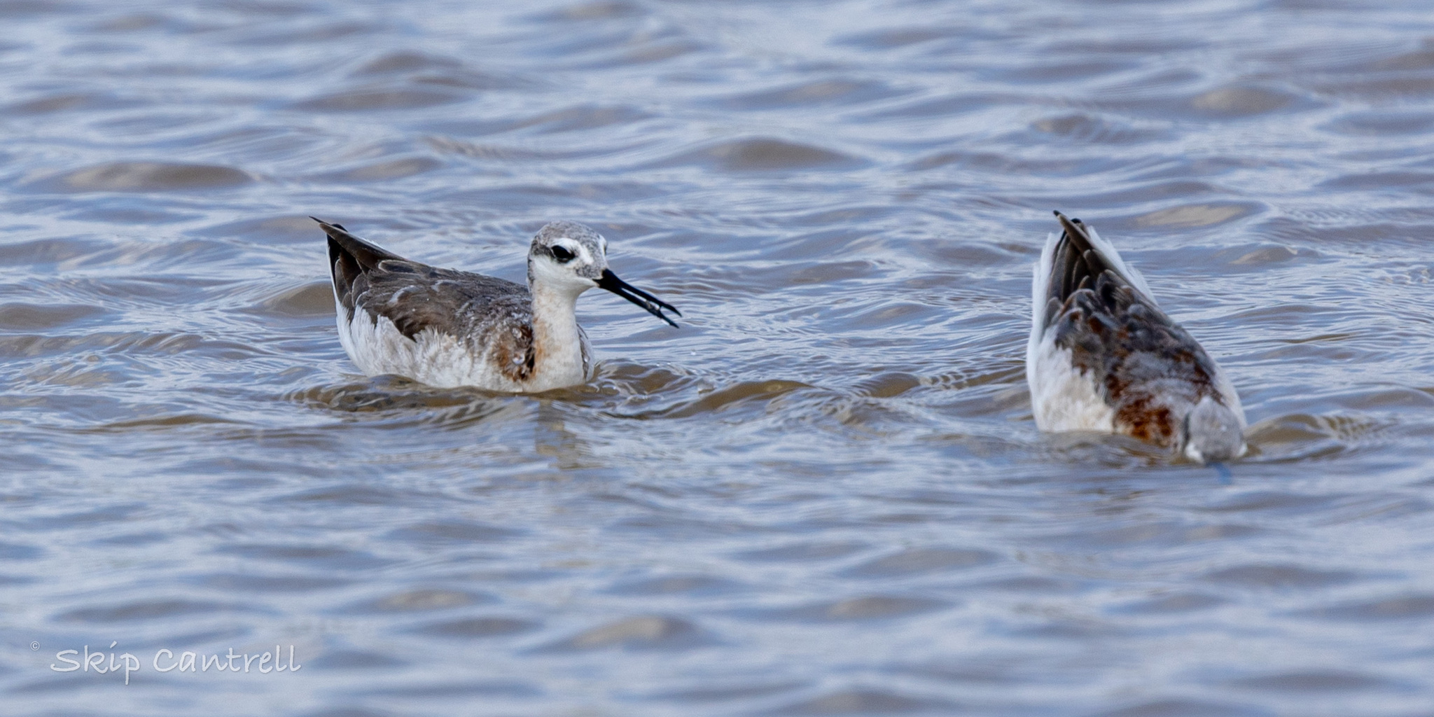 Wilson's Phalarope (Phalaropus tricolor), photo 6